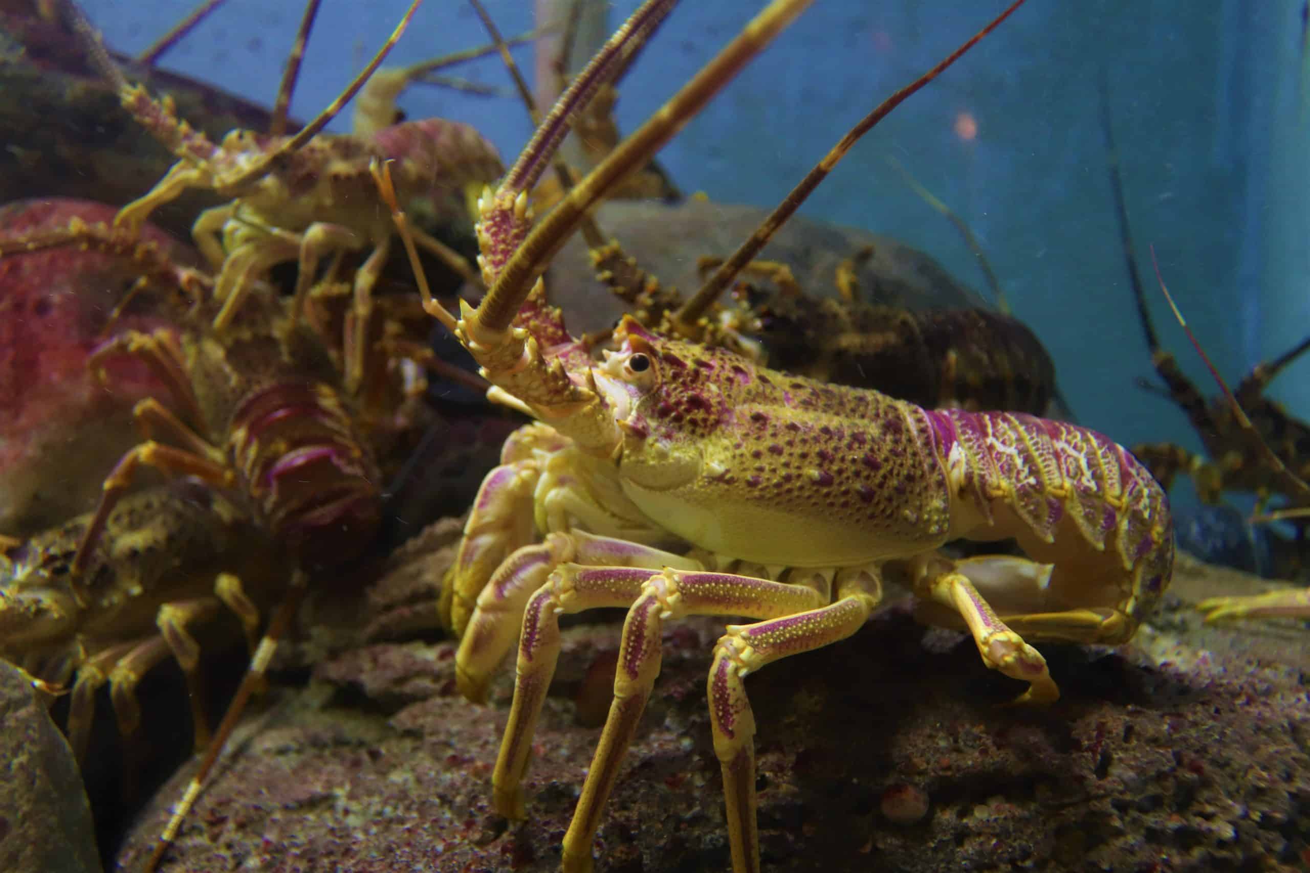 Homard Animal Totem