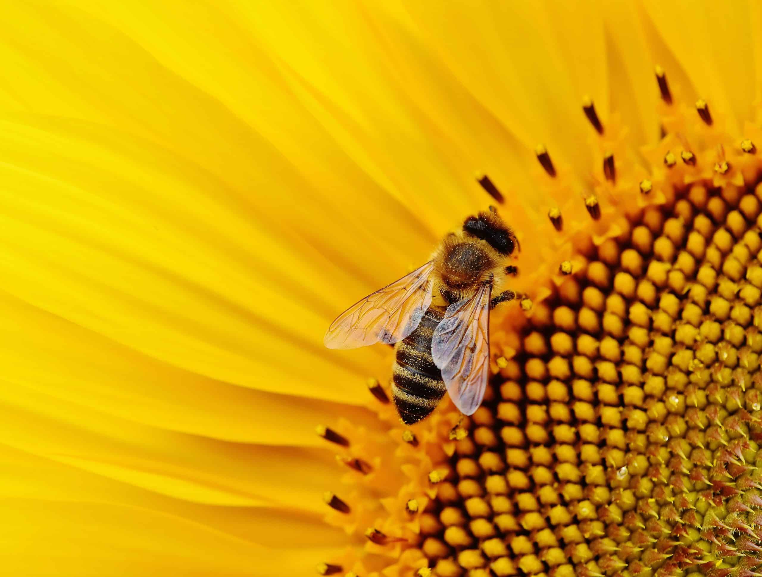 L’abeille Animal Totem