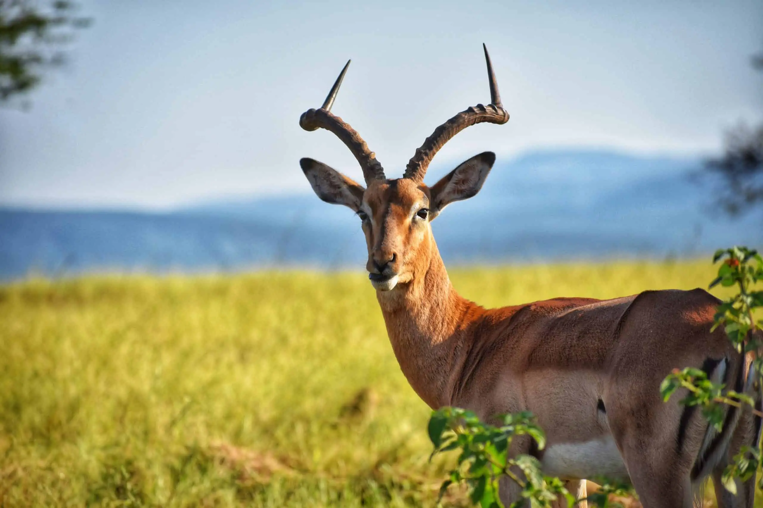 L’antilope Animal Totem