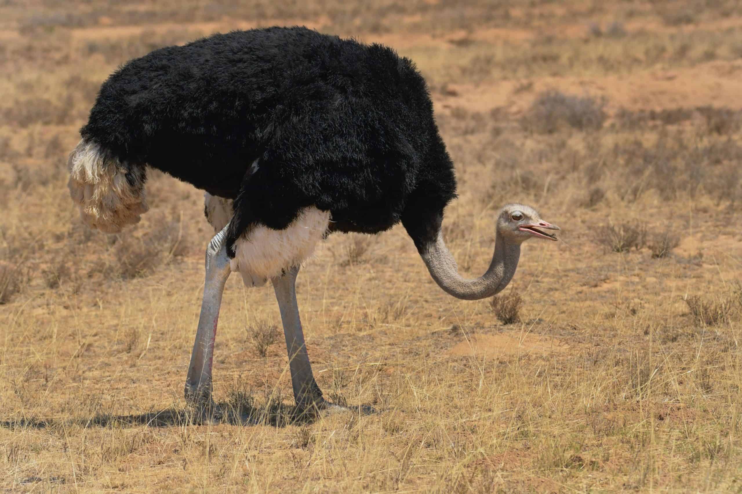 L’autruche Animal Totem