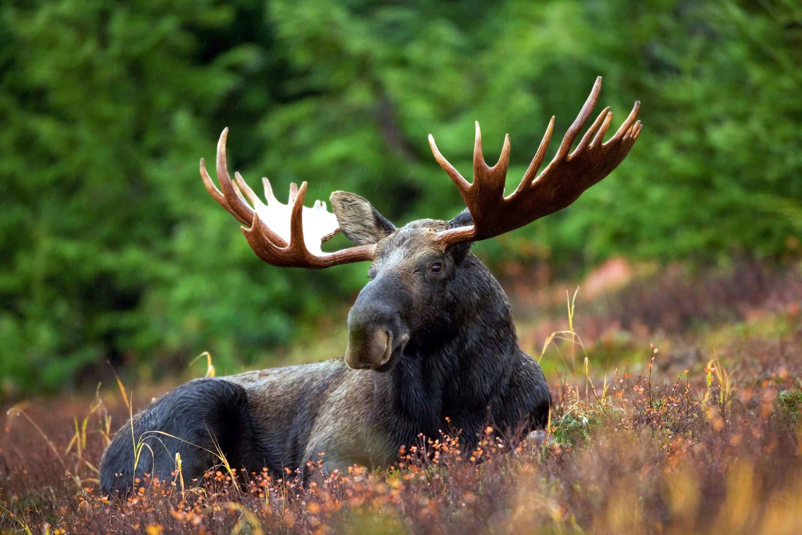 L’élan Animal Totem