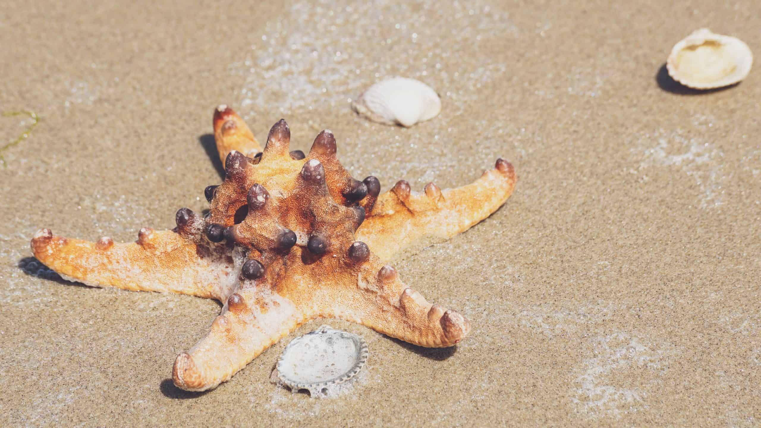 L’étoile de mer Animal Totem