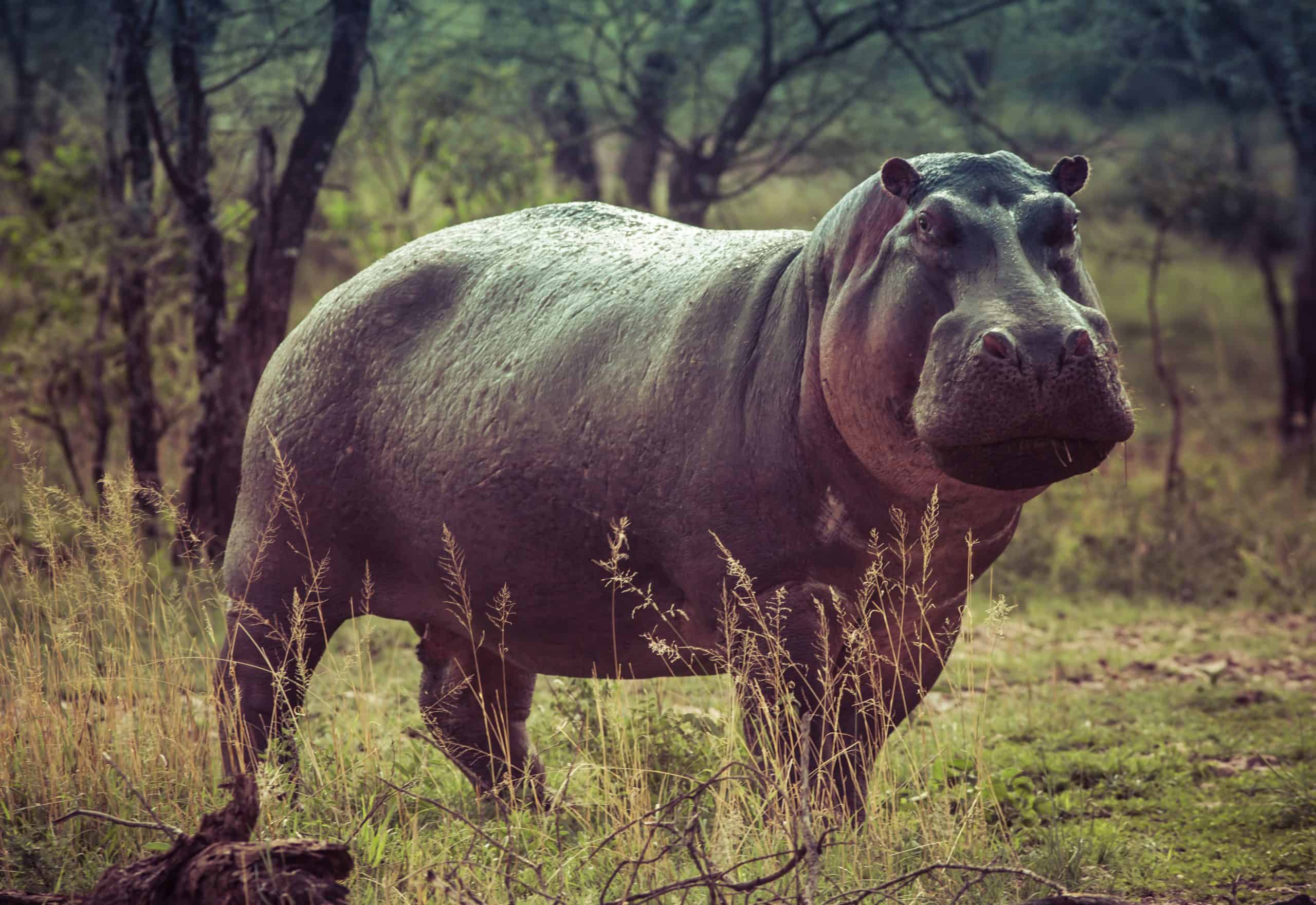 L’hippopotame Animal Totem