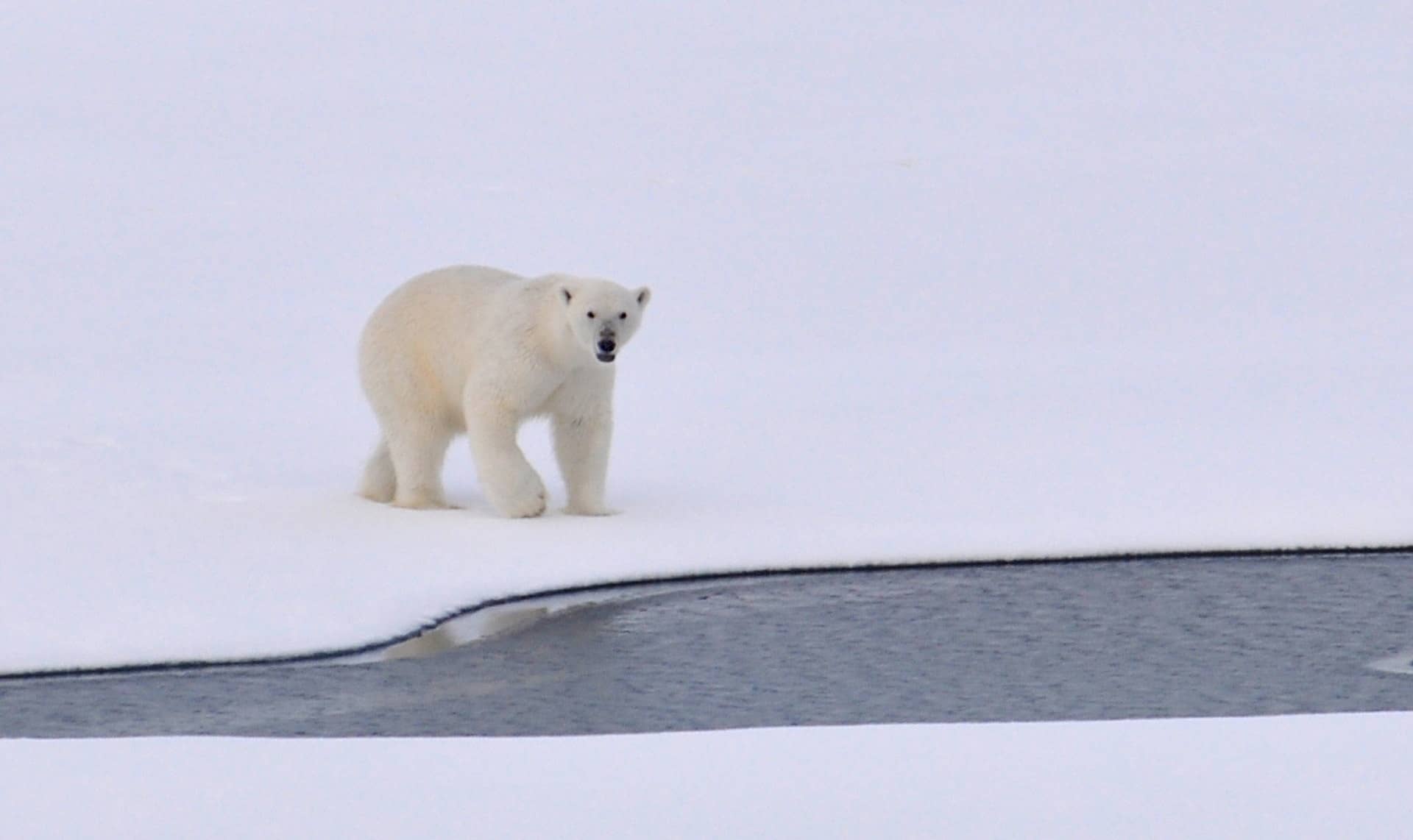 L'Ours Polaire : Un Symbole de Noël 2024 à Embrasser