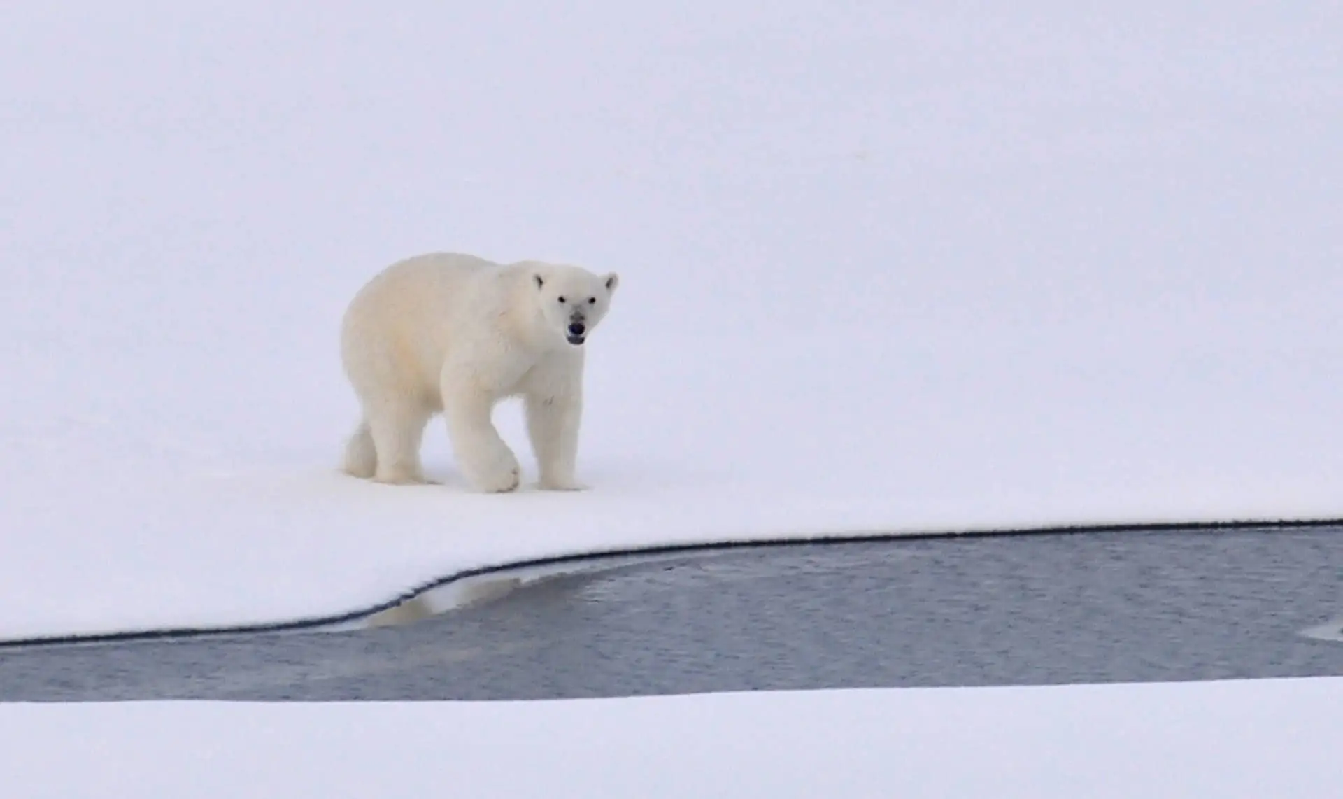 L’ours Polaire Animal Totem