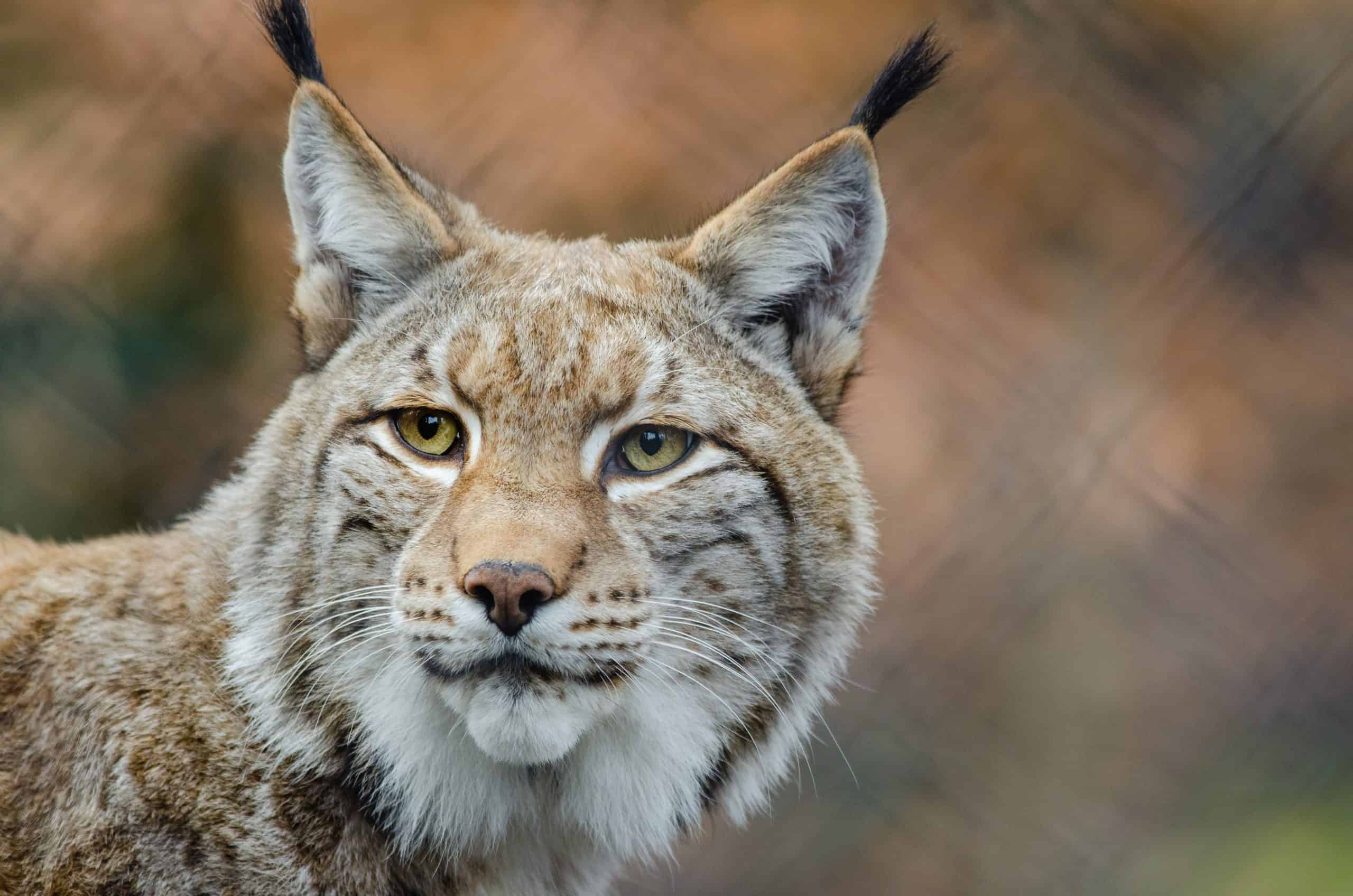 Lynx Animal Totem