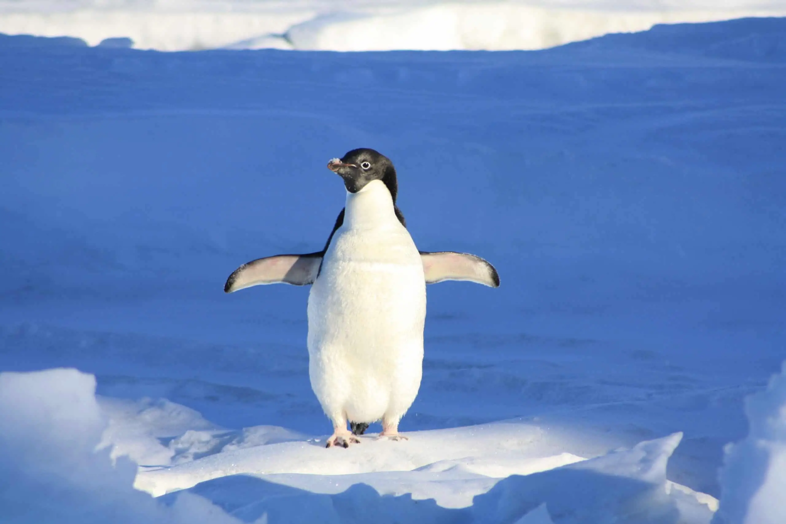 Pingouin Animal Totem