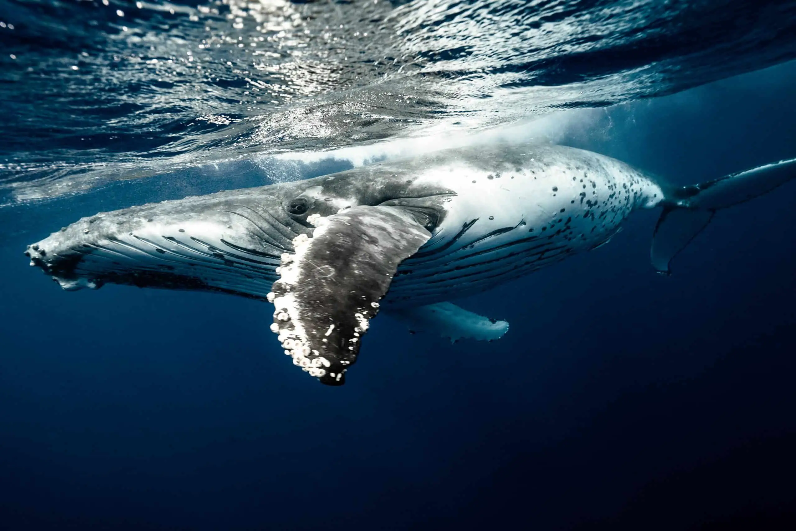 Baleine Animal Totem