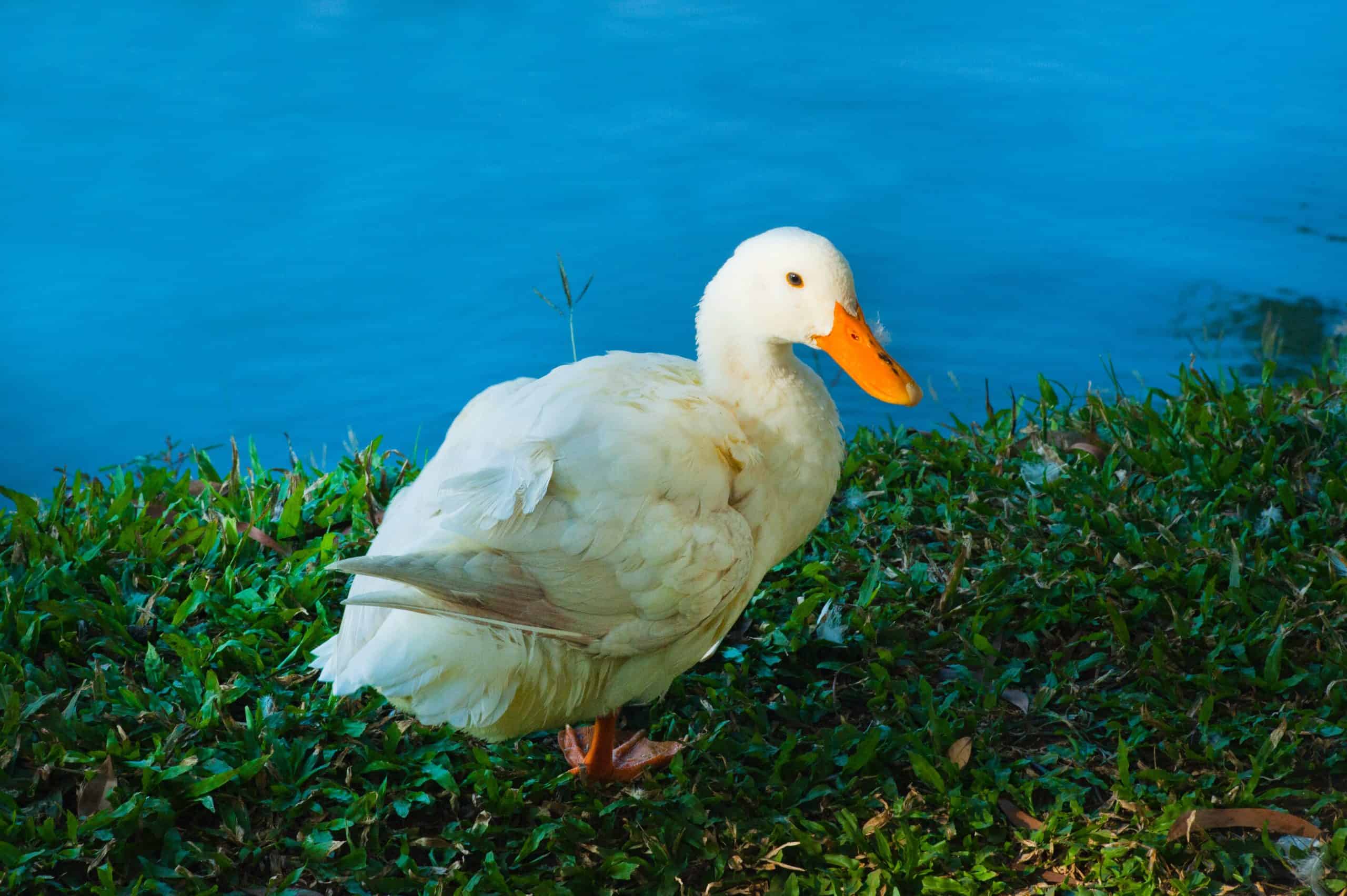 Canard Animal Totem