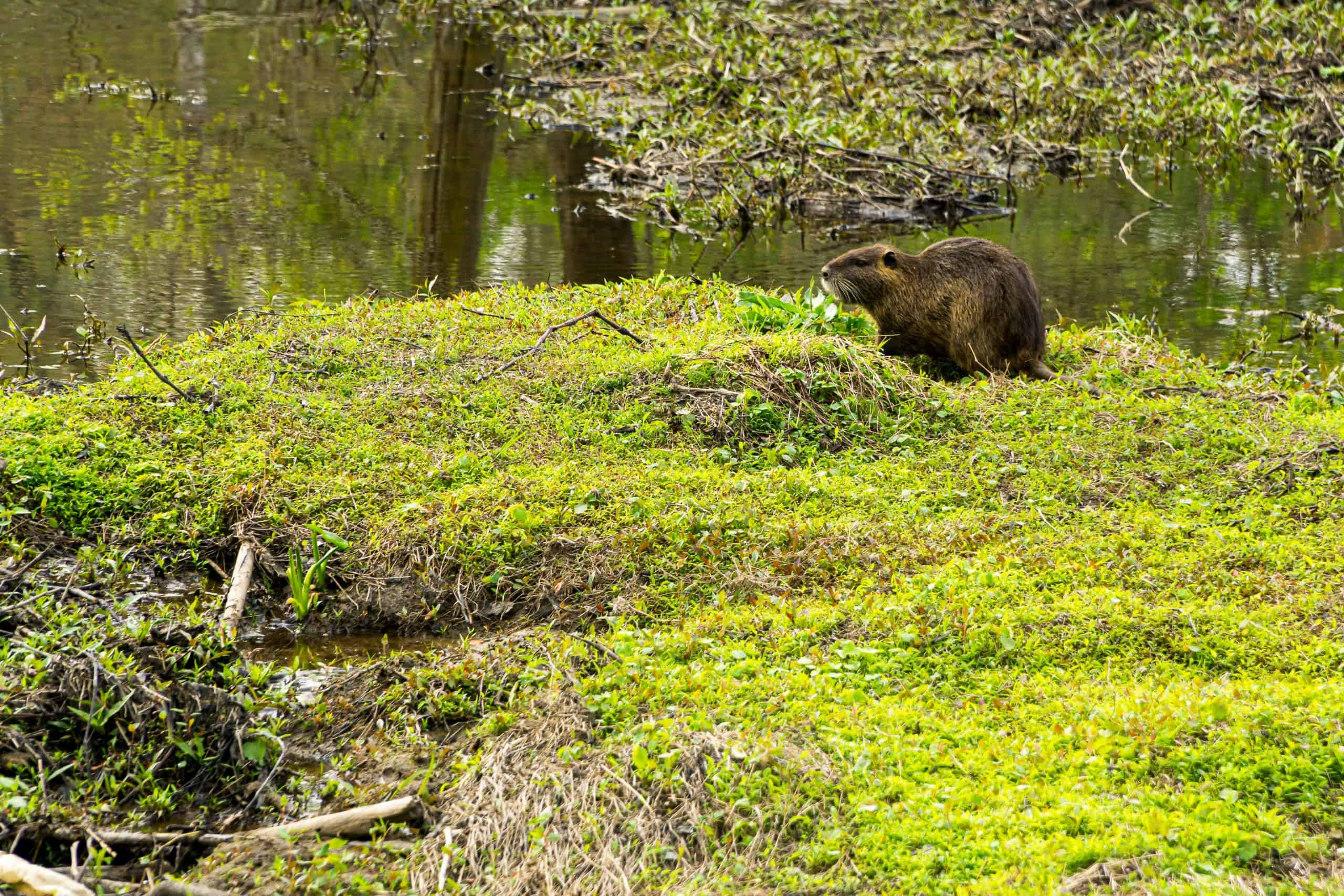 Castor Animal Totem