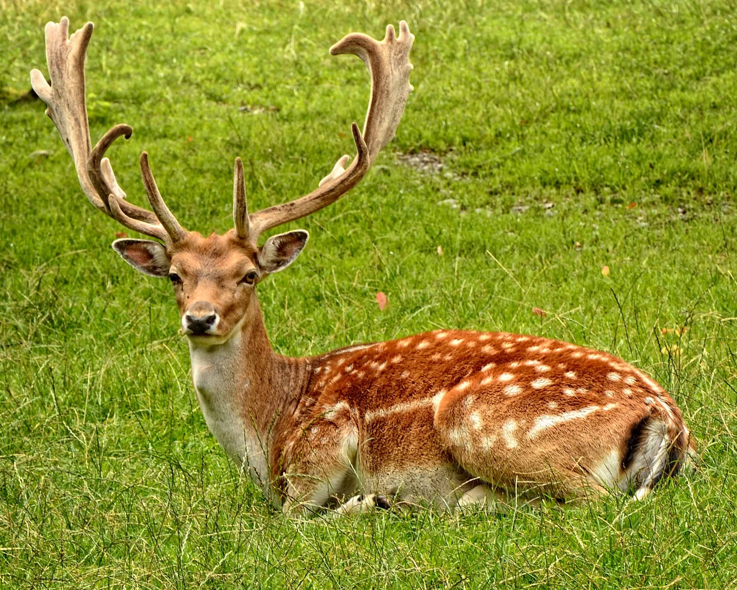 Cerf Animal Totem