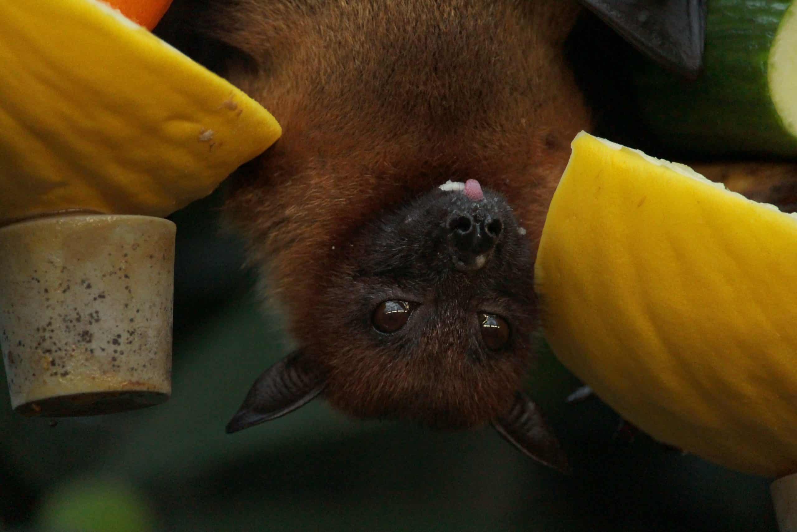 Chauve-souris Animal Totem