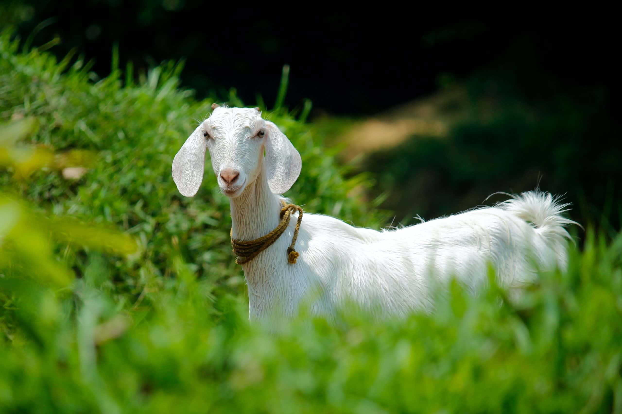 Chèvre Animal Totem