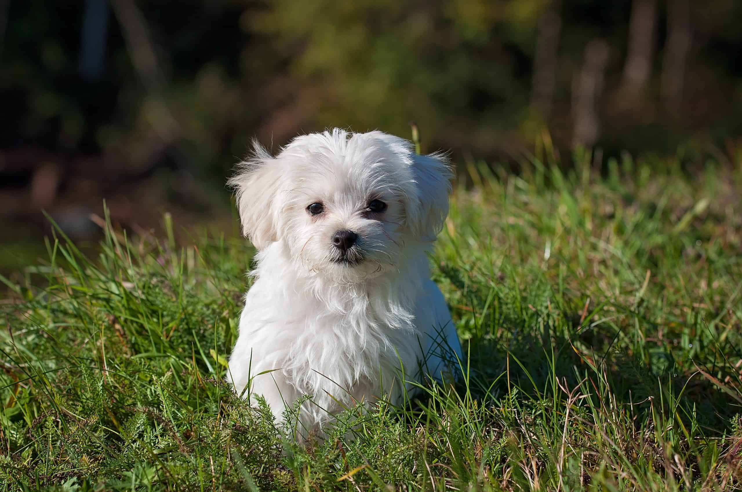 Chien Animal Totem