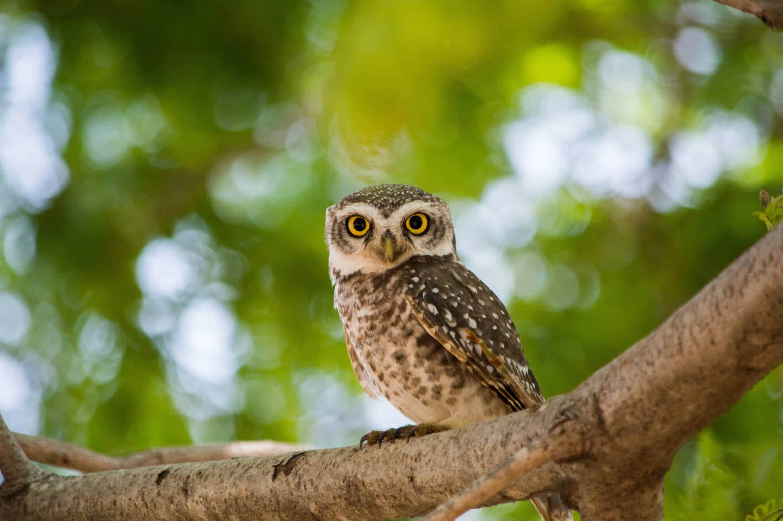 Chouette Animal Totem