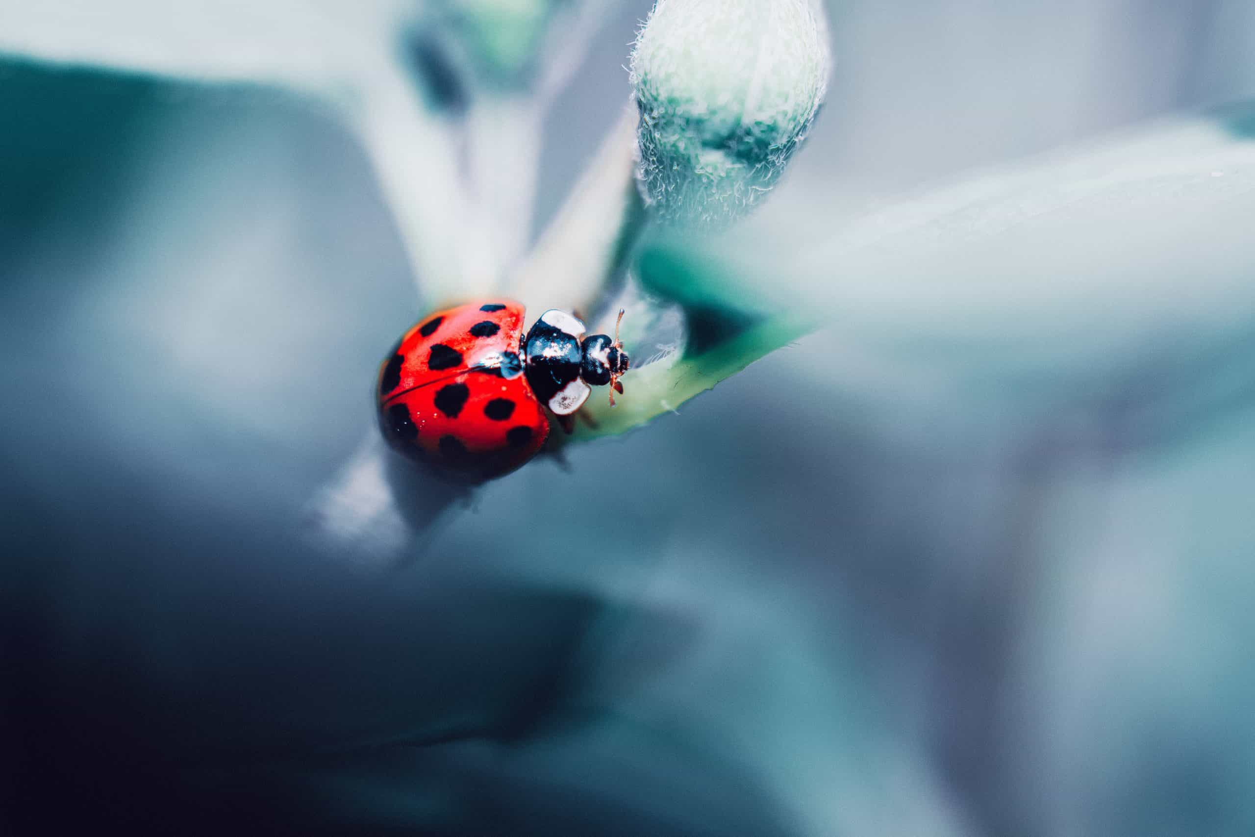 Coccinelle Animal Totem