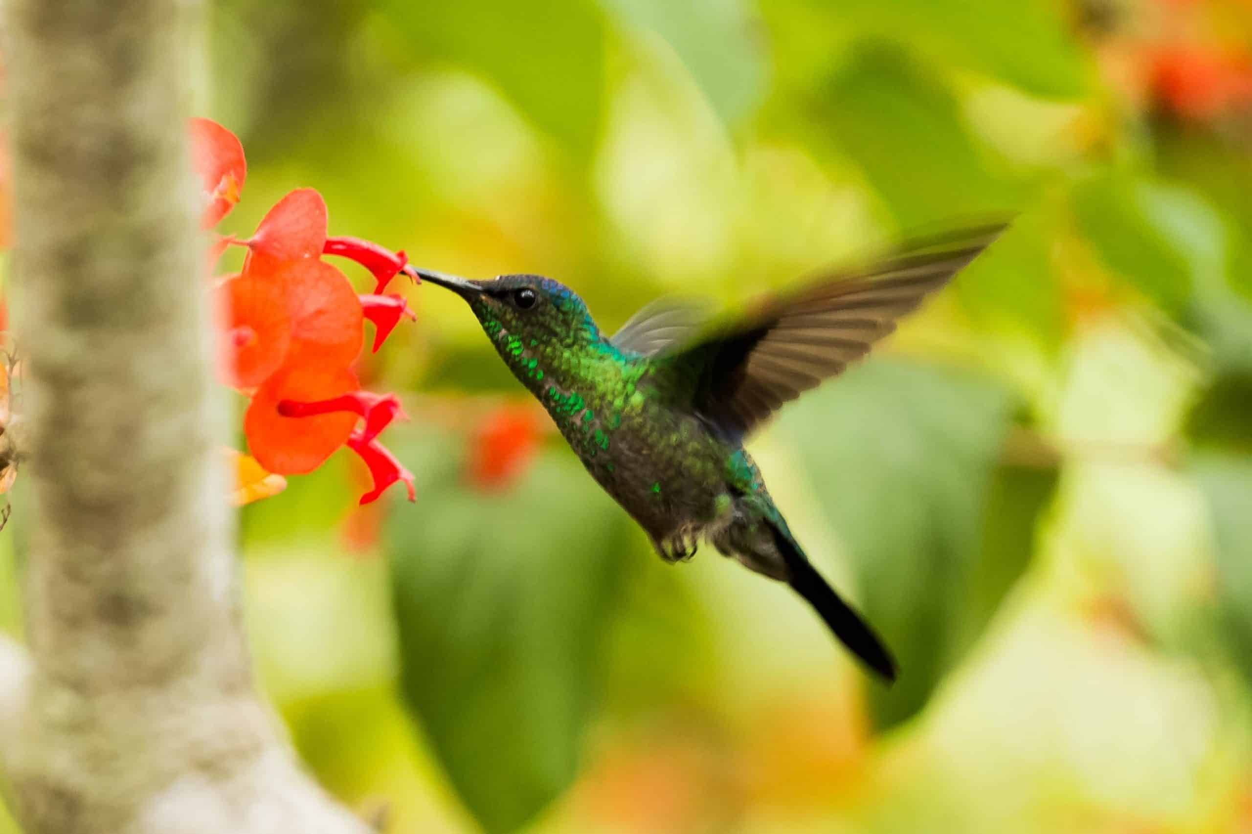 Colibri Animal Totem