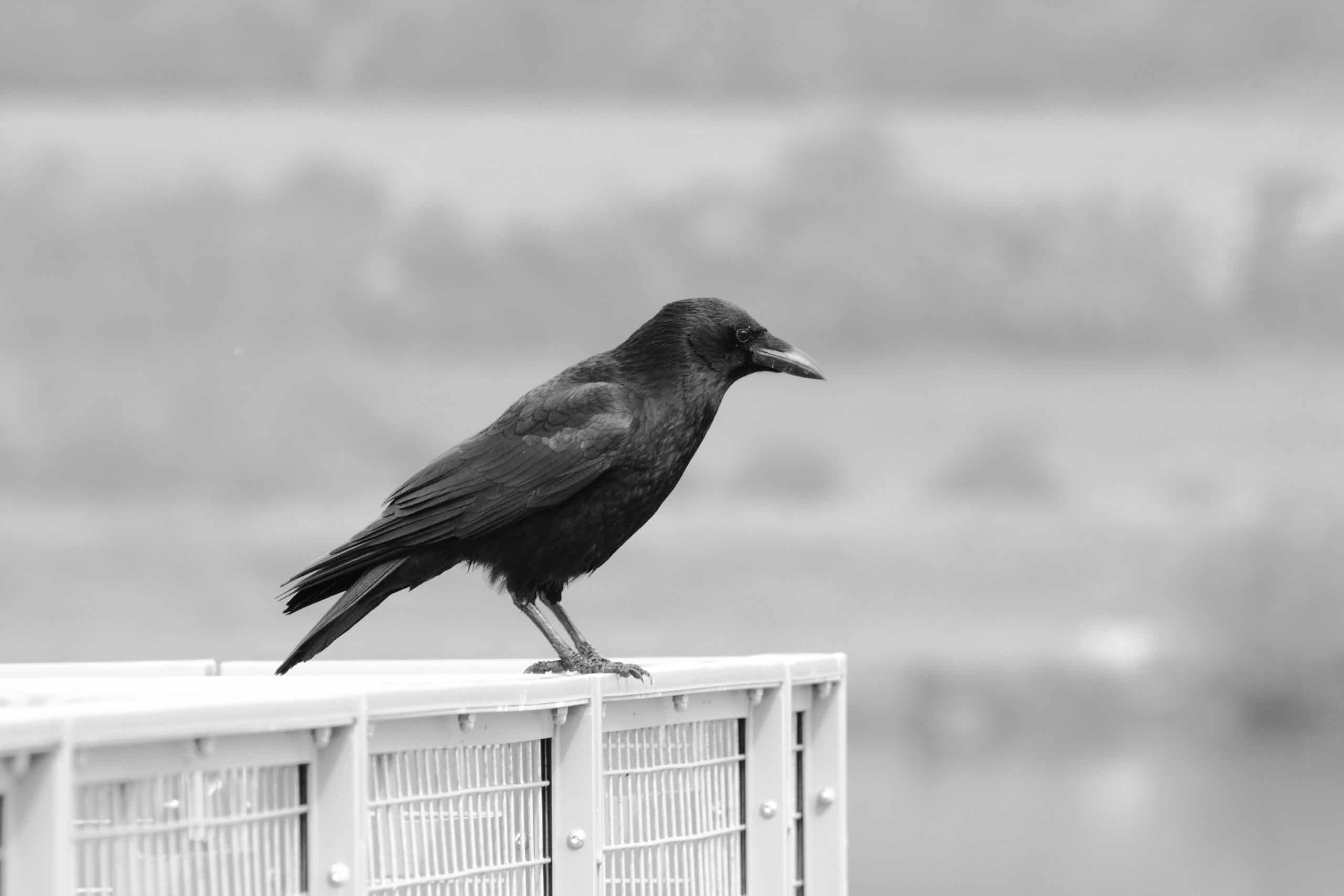 Corbeau Animal Totem