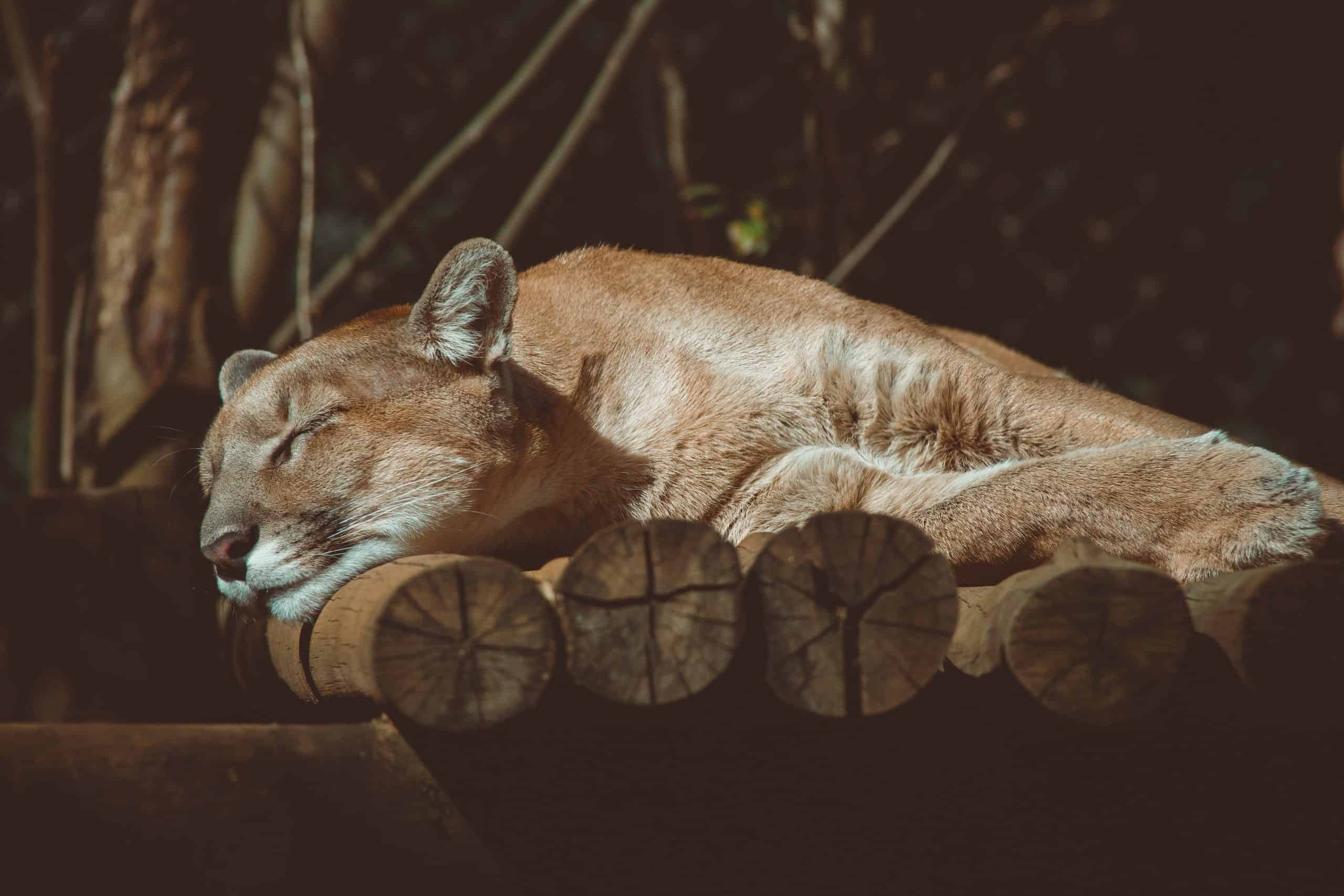 Cougar Animal Totem