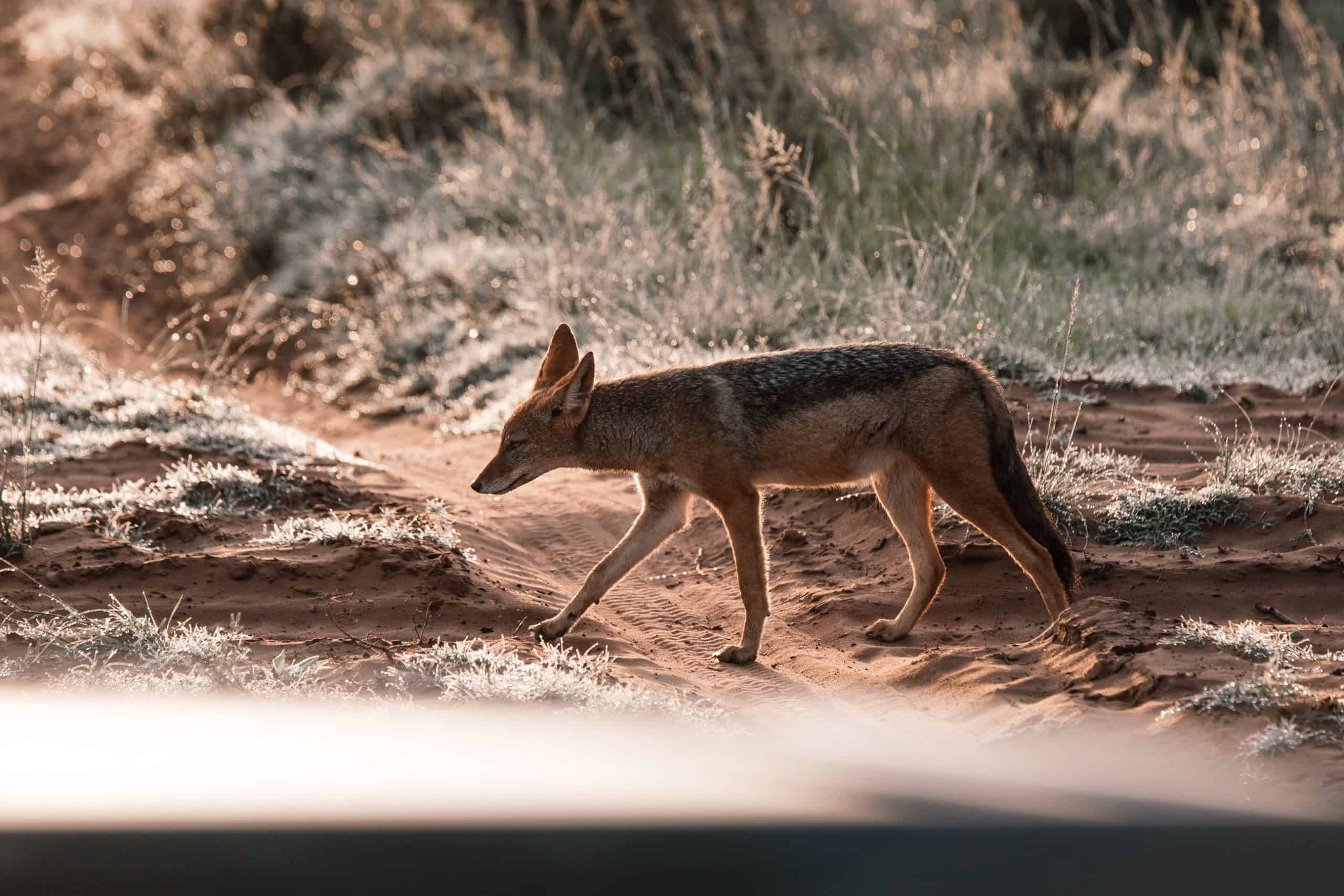 Coyote Animal Totem