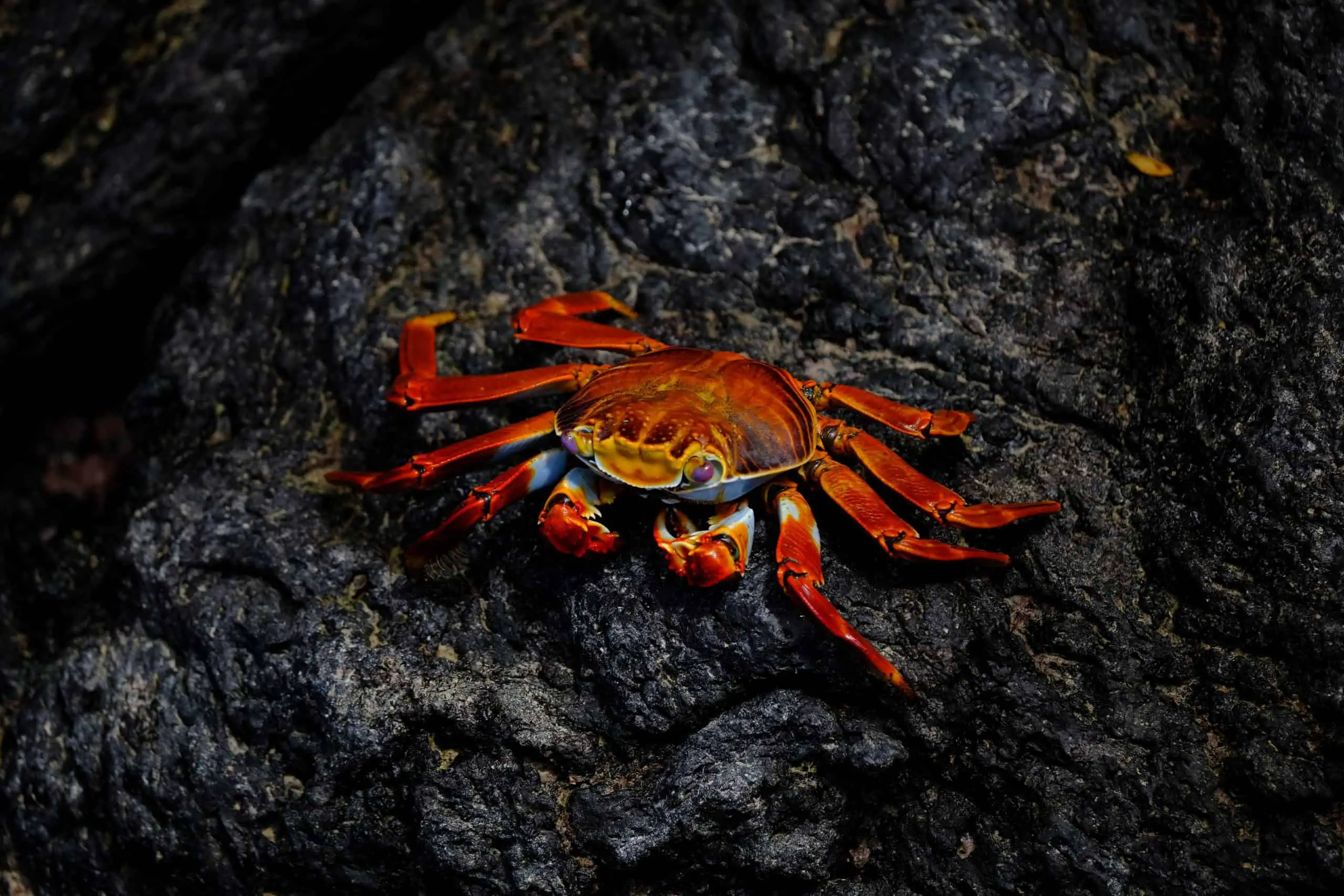 Crabe Animal Totem
