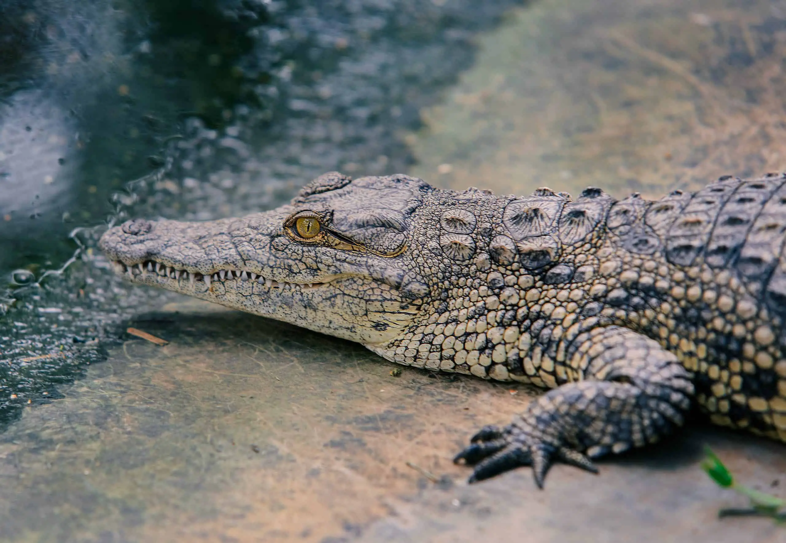 Crocodile Animal Totem