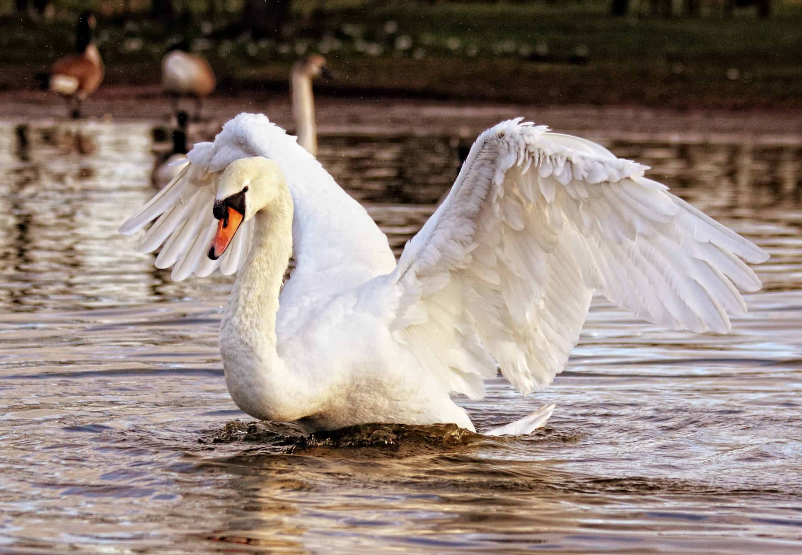 Cygne Animal Totem