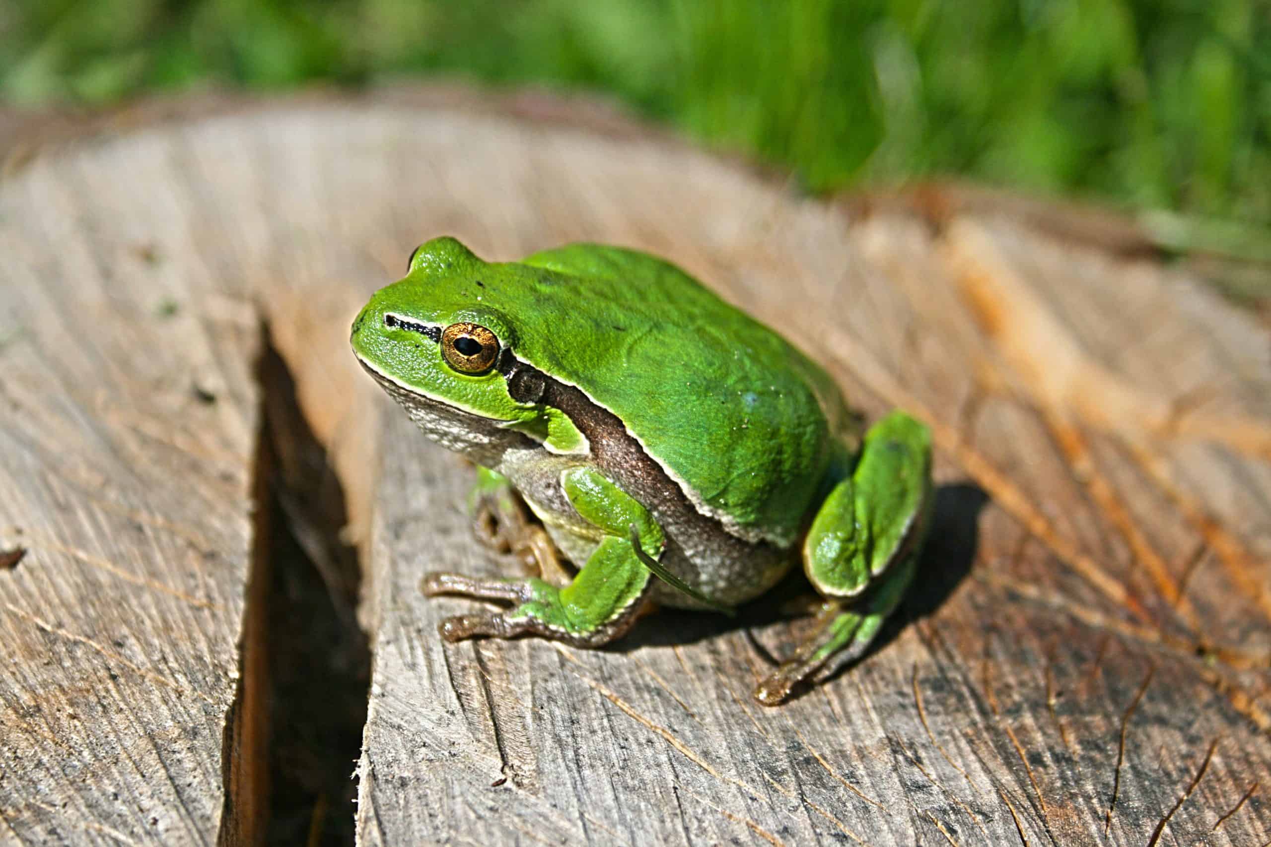 Grenouille Animal Totem