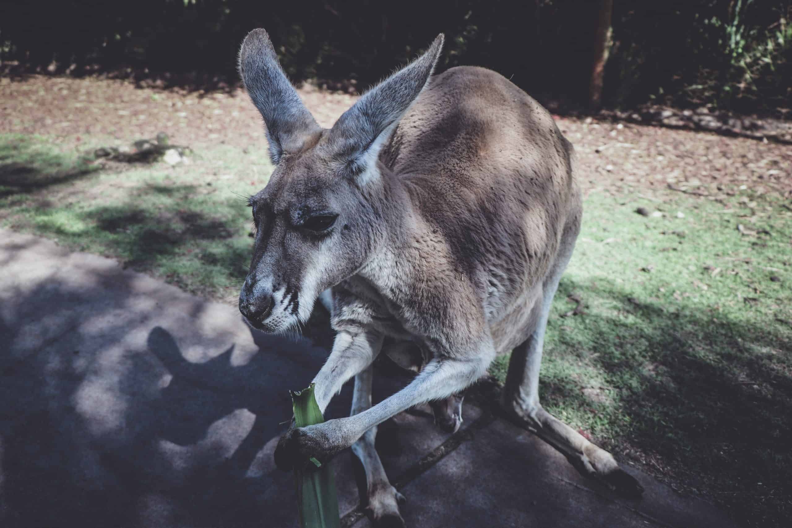 Kangourou Animal Totem