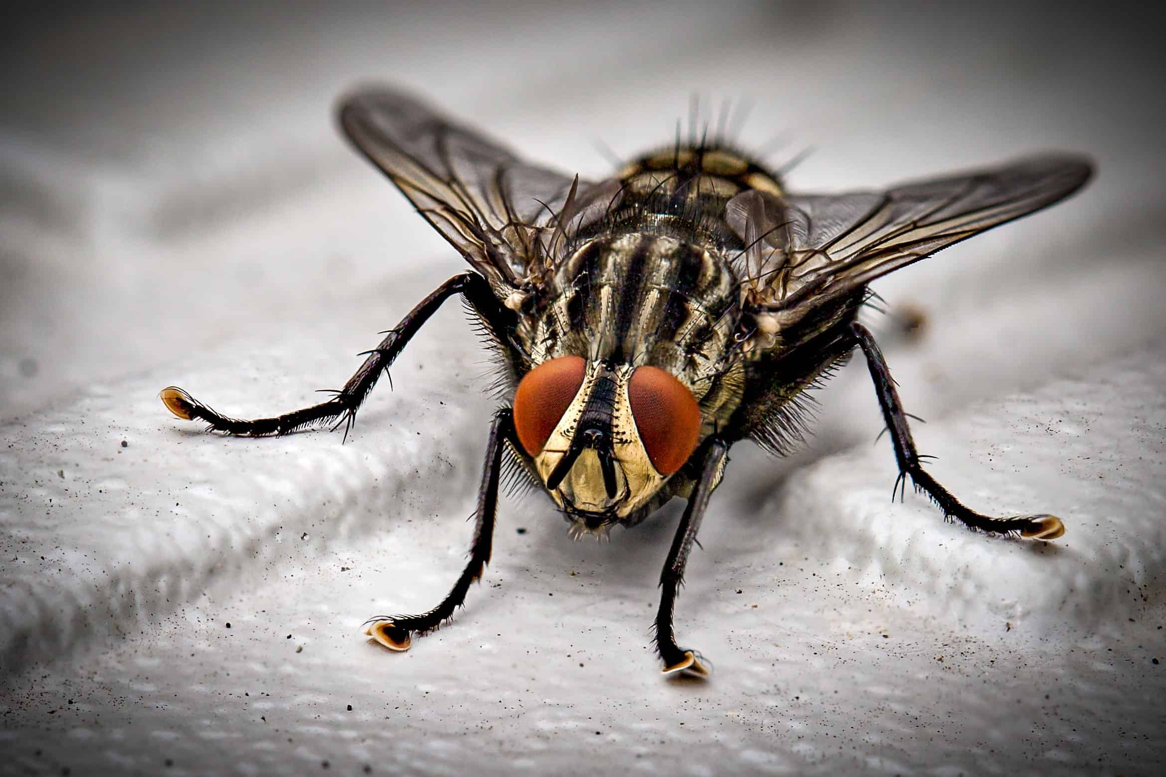 La Mouche Animal Totem