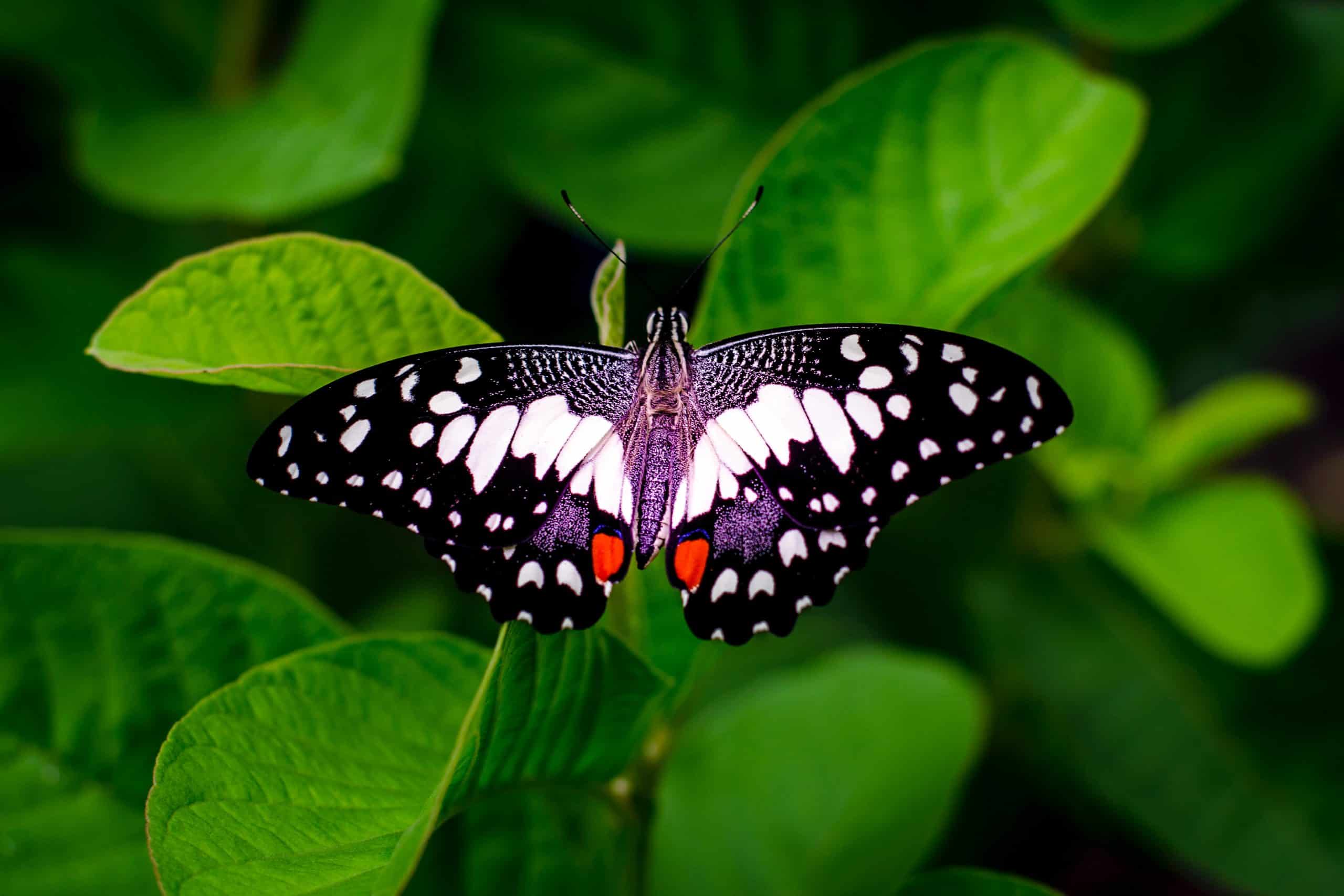 Papillon Animal Totem