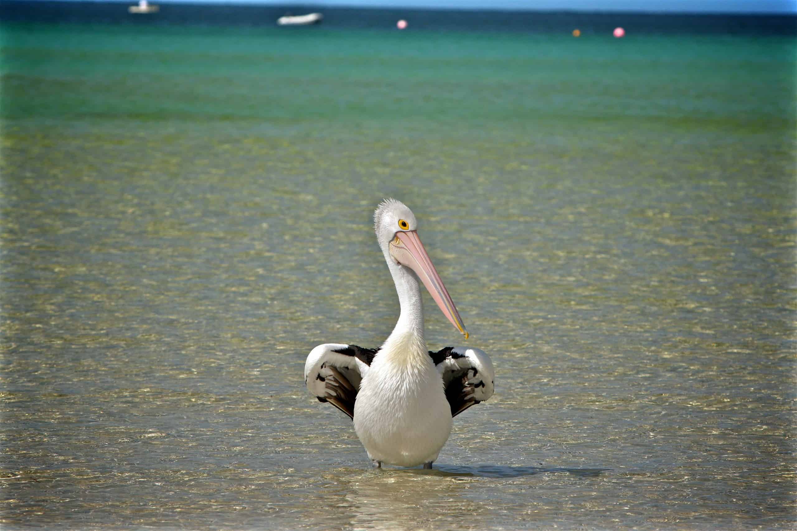 Pélican Animal Totem