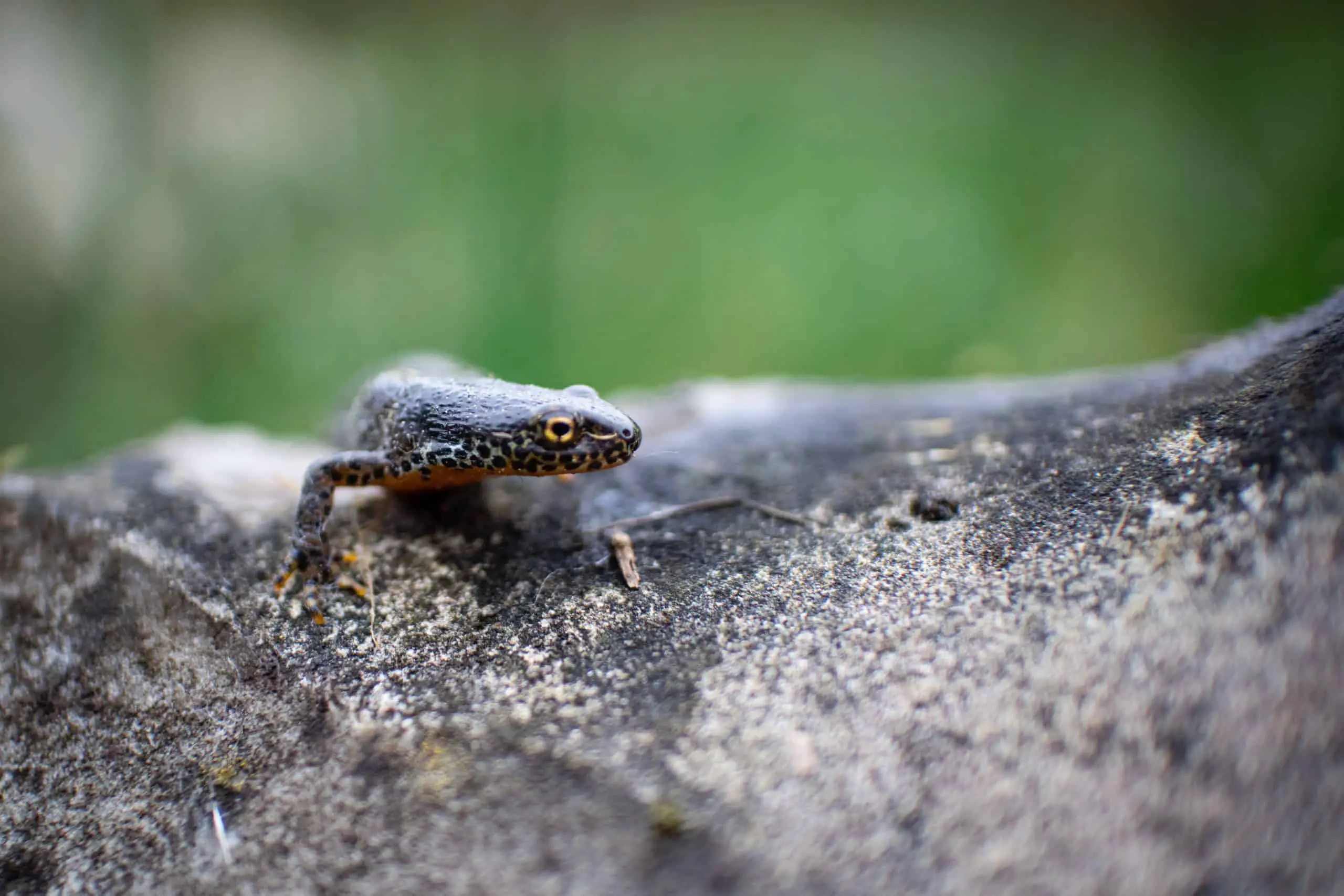 Salamandre Animal Totem