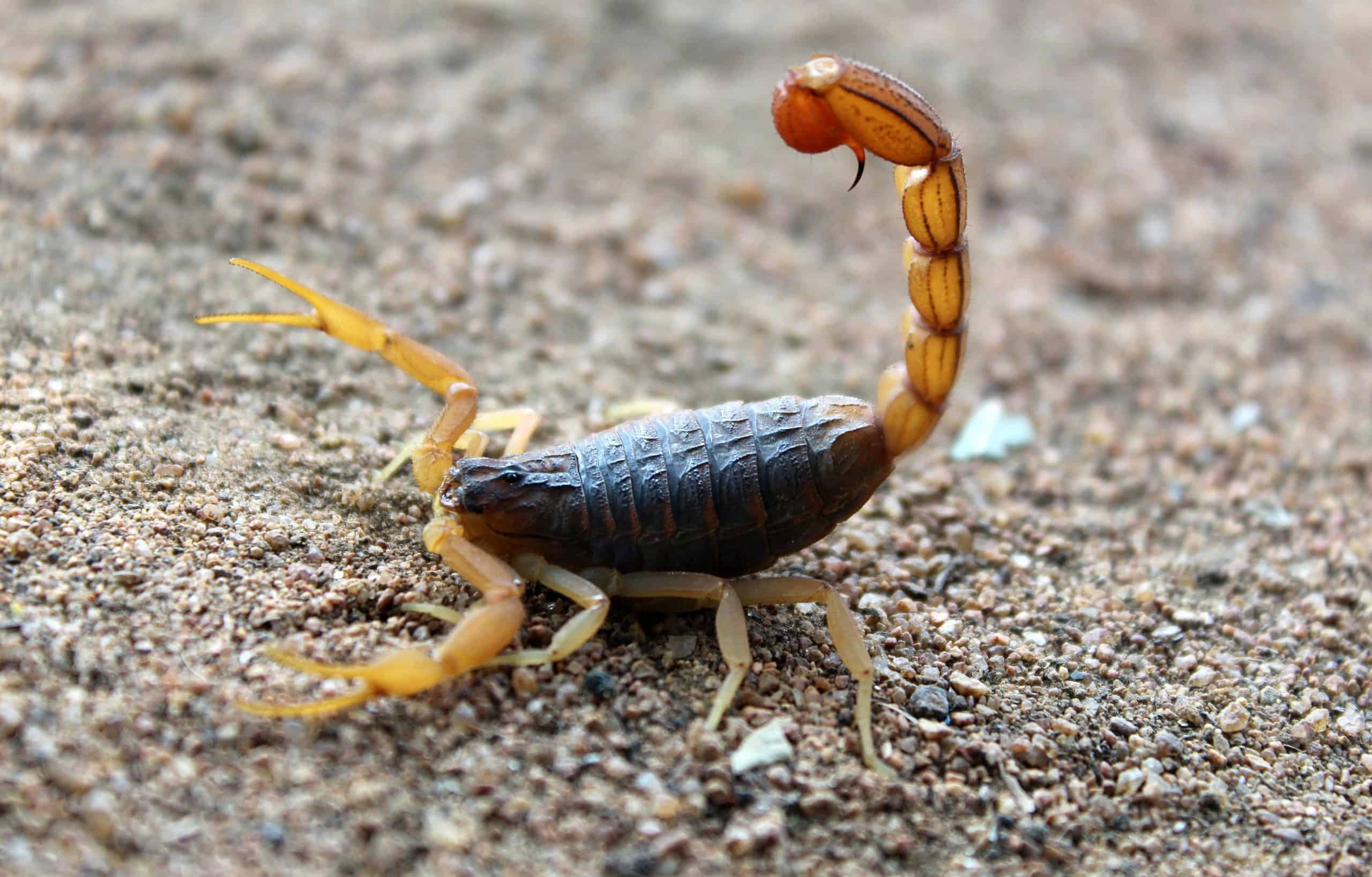 Scorpion Animal Totem