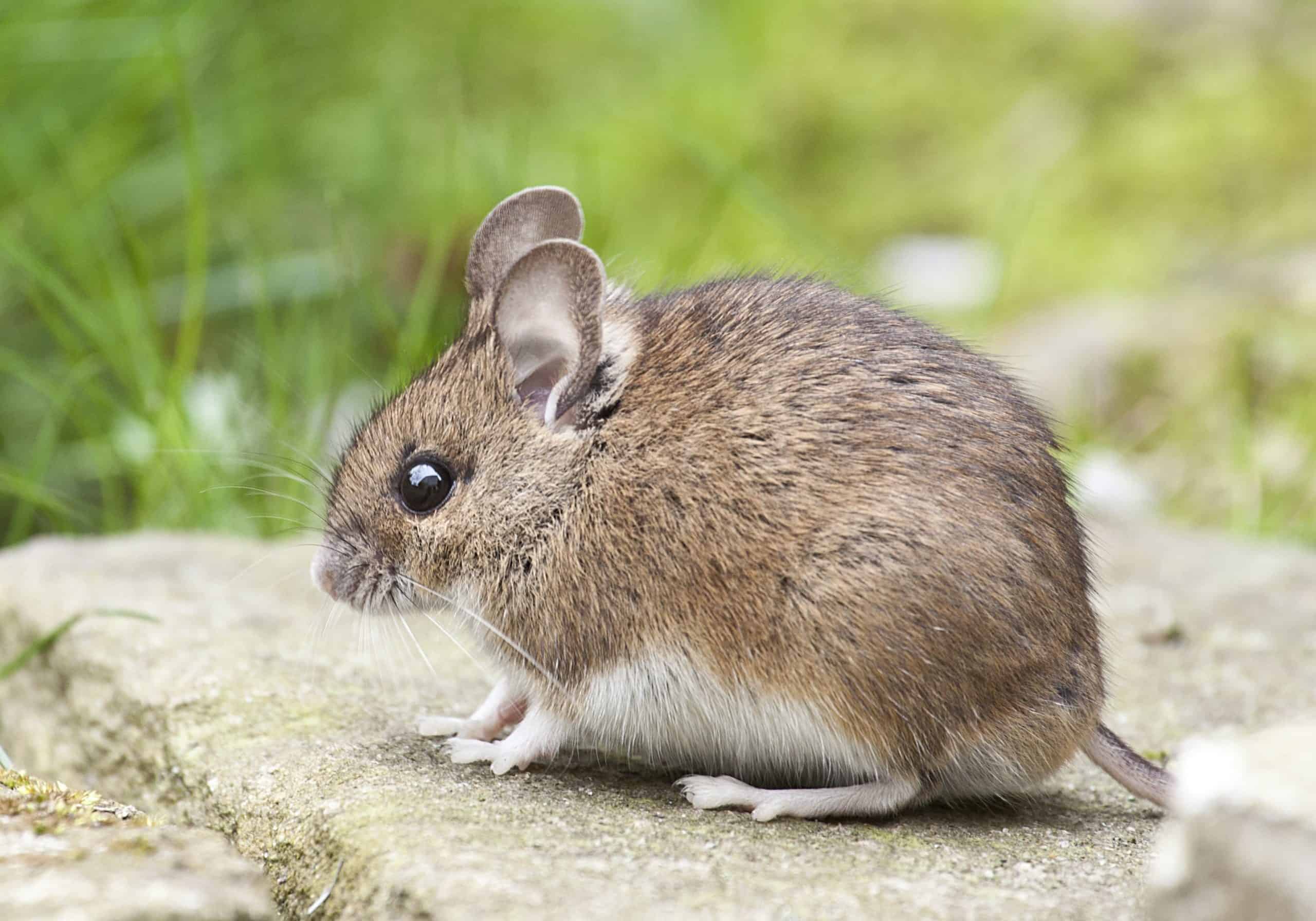 Souris Animal Totem