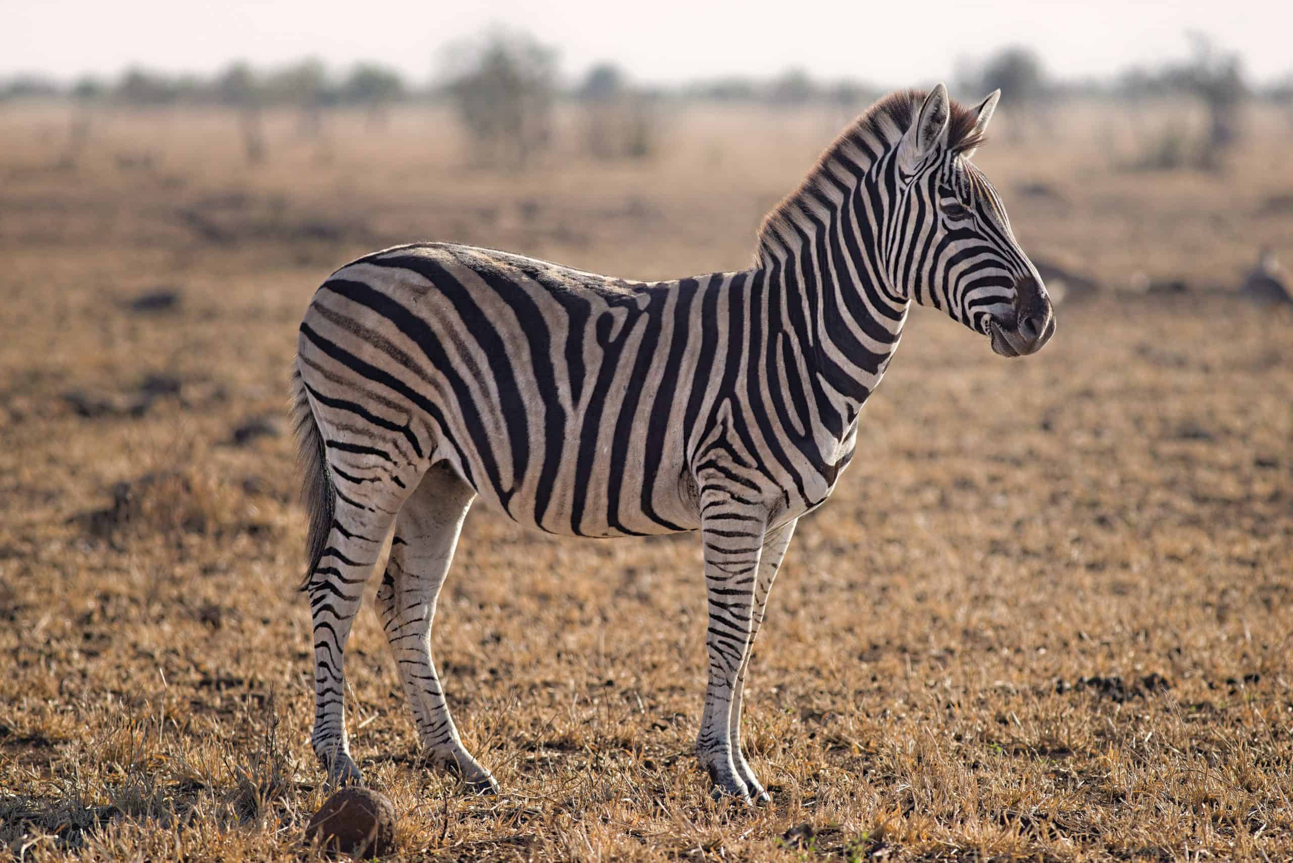 Zèbre Animal Totem